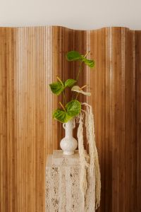 Kaboompics - Japandi Still Life with Green Plant, Vase and Fringed Textile