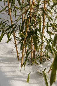 Kaboompics - Snow-Covered Bamboo Stems and Leaves