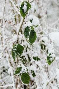 Kaboompics - Snow Covered Pine Canopy In A Quiet Forest