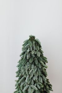 Kaboompics - Flocked Evergreen Branches for Winter Décor