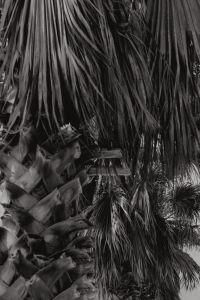 Kaboompics - Monochrome Dried Palm Leaf Texture