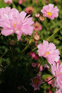 Kaboompics - Pink Cosmos Flowers in Summer Garden
