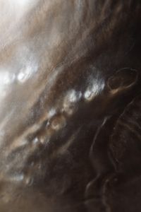 Kaboompics - Diagonal Iridescent Highlights Across Dark Shell Nacre Texture