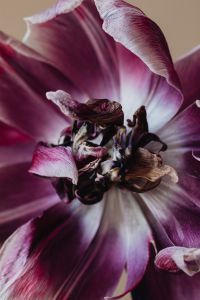 Kaboompics - Macro Purple And White Flower Petals