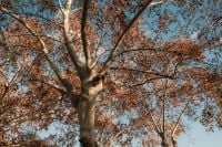 Kaboompics - Autumn Tree Canopy Against Blue Sky