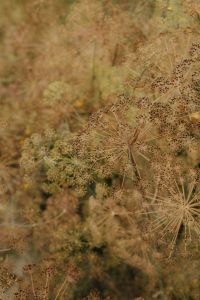 Kaboompics - Dried Umbel Flowers in Warm Garden Tones