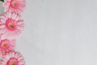 Kaboompics - Pink Gerbera Background