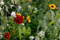 Kaboompics - Red Zinnia With Summer Flowers