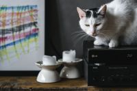 Kaboompics - White and Black Cat Perched on a Stereo Receiver Beside Coffee Cups
