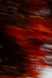 Kaboompics - Dark Red Leaves Motion Blur Black Background