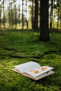 Forest Reading Inspiration with Autumn Leaves for Nature-Themed Content