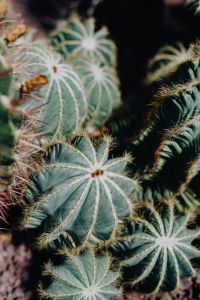 Kaboompics - Spiny Succulent Rosettes Framing Dark Copy Space