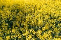 Kaboompics - Yellow Blossoms in a Canola Field