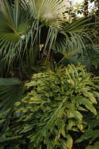Kaboompics - Tropical Leaves and Fan Palm in Garden