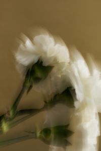 Kaboompics - Motion-Blurred White Flowers