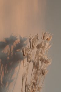 Kaboompics - Hand Holding Plant - Shadow Background