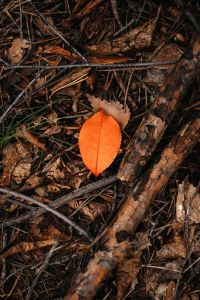 Kaboompics - Orange Leaf Among Pine Needles and Forest Debris