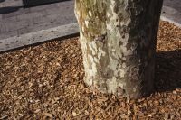 Kaboompics - Tree trunks close-ups