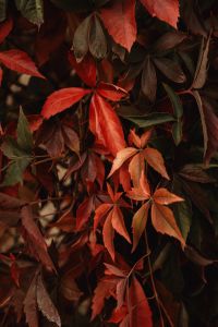 Kaboompics - Deep Red Virginia Creeper Leaves in Autumn