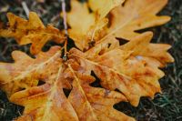 Kaboompics - Autumn leaves on the ground
