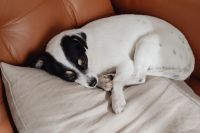 Kaboompics - Curled-Up White Dog Napping on a Leather Chair with a Linen Cushion