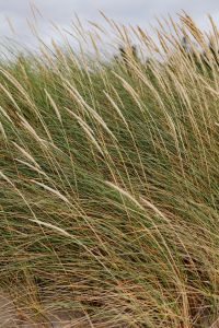 Kaboompics - Windblown Dune Grass Against a Pale Sky