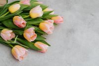 Kaboompics - Pastel Tulips Arranged on Gray with Copy Space for Spring Campaign Headlines
