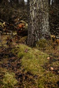 Kaboompics - Moss in the forest
