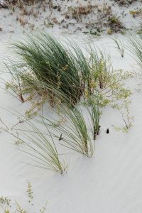 Kaboompics - Winter Beach Grass on Pale Sand with Copy Space, Baltic Coastal Background