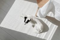 Kaboompics - Overhead View of Dog Resting Beside Draped Table