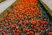 Kaboompics - Orange Tulip Blooms for a Spring Botanical Background