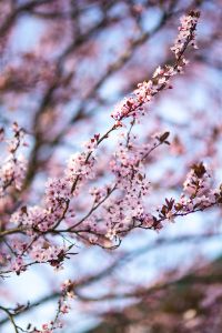 Kaboompics - Delicate Pink Blossoms on a Slender Branch Against Pastel Bokeh