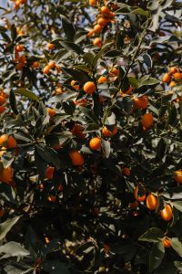 Kaboompics - Ripe Orange Kumquats Growing on a Leafy Garden Tree