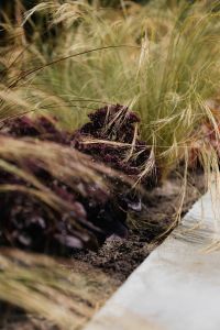 Kaboompics - Ornamental Grass with Burgundy Plants in a Modern Garden