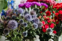 Kaboompics - Various multicolored fresh flowers