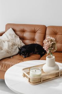 Kaboompics - Resting Black Dog on a Tan Leather Sofa beside a Flower Vase and Candle