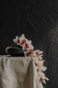 Kaboompics - White Orchids Cascading Over a Black Vase and Cream Fabric