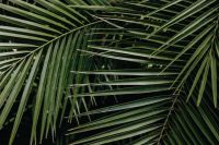 Kaboompics - Tropical palm leaves, floral pattern background