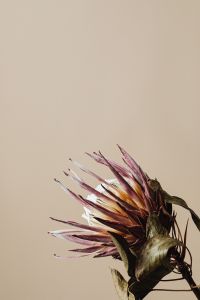 Kaboompics - Side View Of Dried Protea Flower