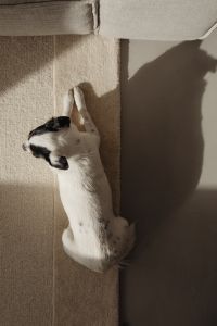 Kaboompics - Overhead View of a White Dog on Carpet Beside the Sofa
