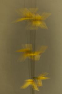 Kaboompics - Soft Focus Yellow Flowers in Motion