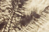 Kaboompics - Silhouette of a plam leaf on sand