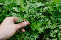 Kaboompics - Close-Up of a Fresh Parsley Sprig Held Among Garden Leaves