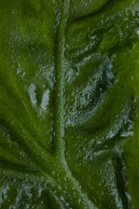 Kaboompics - Tropical Alocasia Leaf Background