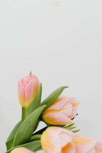 Kaboompics - Pastel Tulip Stems Against a Sheer White Curtain for Fresh Spring Web Banners