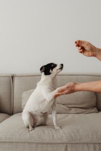 Kaboompics - Small Dog Taking a Treat from Its Owner on the Couch