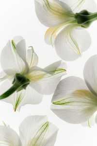 Kaboompics - Translucent White Blossoms on Green Stems, Minimal Botanical Background
