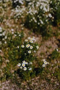 Kaboompics - Flowering Chamomile Stems in Botanical Garden Light