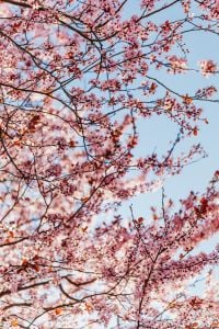 Cherry Plum Blossom Backgrounds with Pink Spring Flowers, Blue Sky and Soft Floral Bokeh