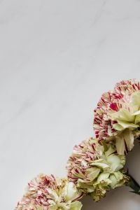 Red and Striped Carnation Flowers on Marble Backgrounds